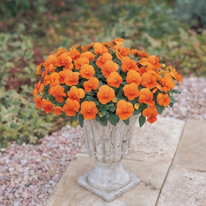 Picture of Viola - Grandissimo Series F1 - Clear Orange